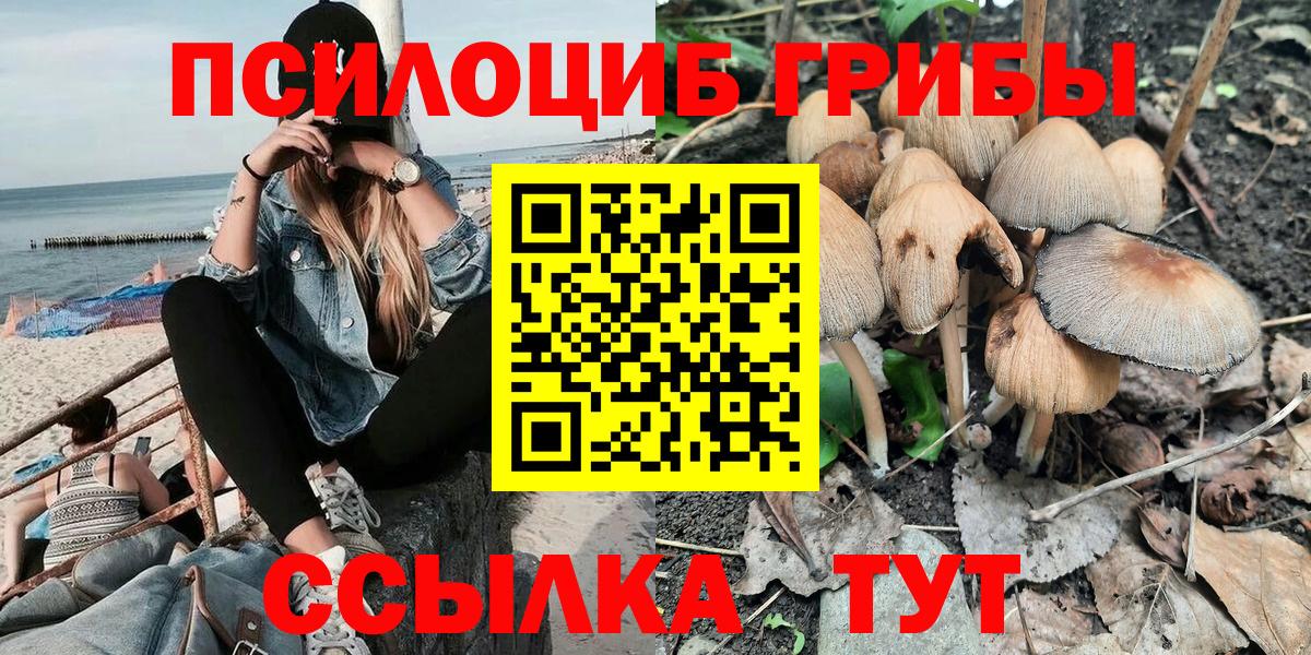 Галлюциногенные грибы Psilocybe Алейск