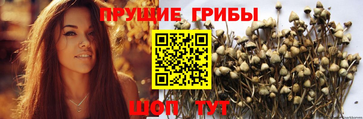 Алейск  Галлюциногенные грибы Psilocybine cubensis  Вход с VPN 